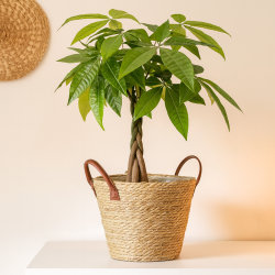 Maceta de Mimbre 4HOME 26x26x20 cm 22A373PYPL | Dale un toque natural a tus plantas